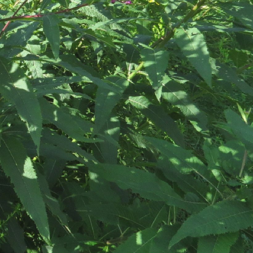 Vernonia missurica - Vernone du Missouri (Foliage)