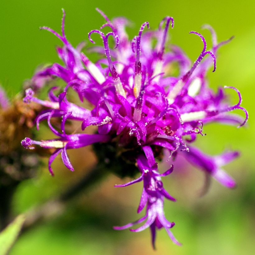 Vernonia missurica - Vernone du Missouri (Flowering)