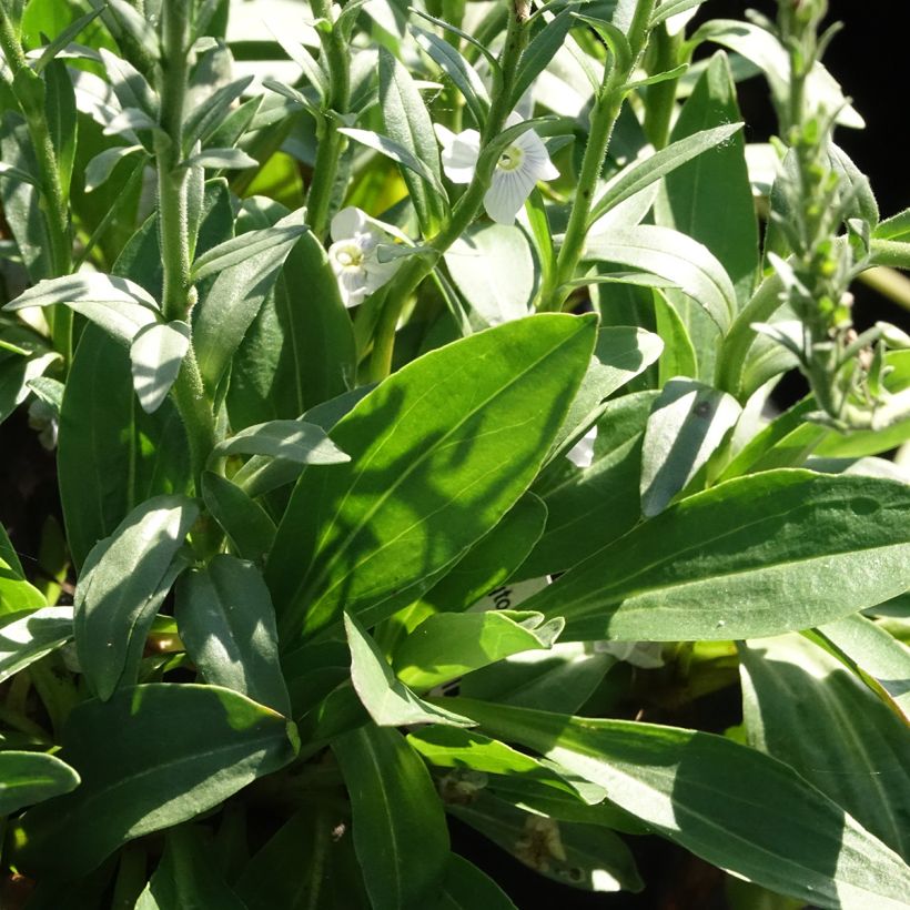 Veronica  gentianoides Tissington White - Véronique du Caucase (Foliage)