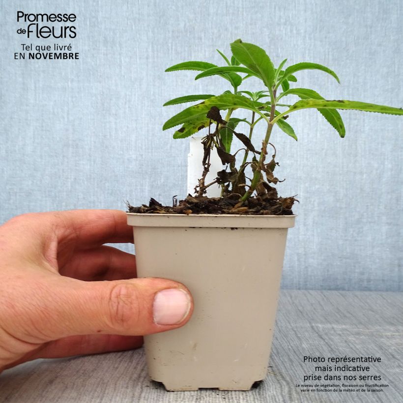 Example of Veronica longifolia Candied Candle - Véronique à longues feuilles Godet de 8/9 cm as you get in automne