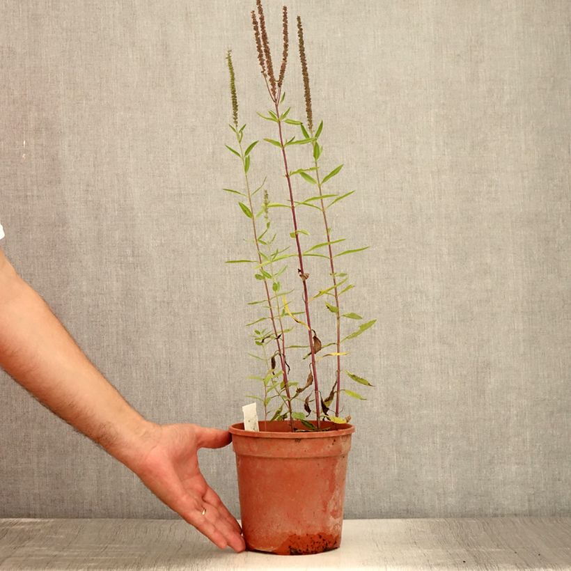 Example of Veronica longifolia First Glory - Véronique à longues feuilles Pot de 2L/3L as you get in ete