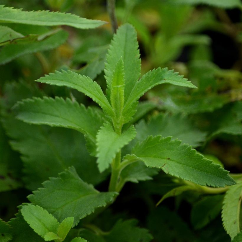 Veronica longifolia - Véronique à longues feuilles (Foliage)