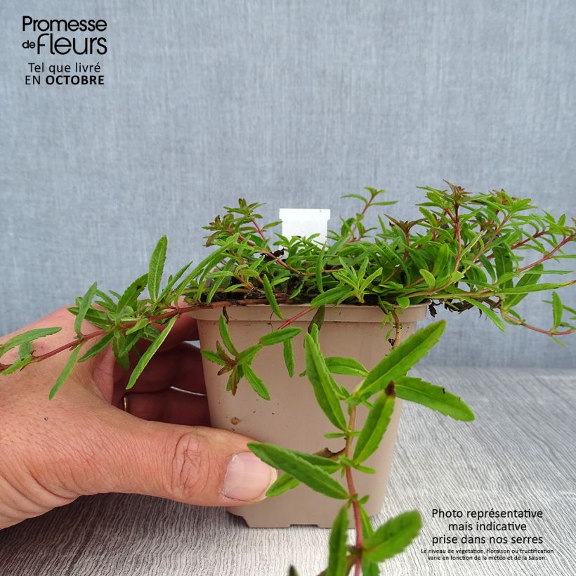 Example of Veronica prostrata - Véronique couchée Godet de 8/9 cm as you get in automne