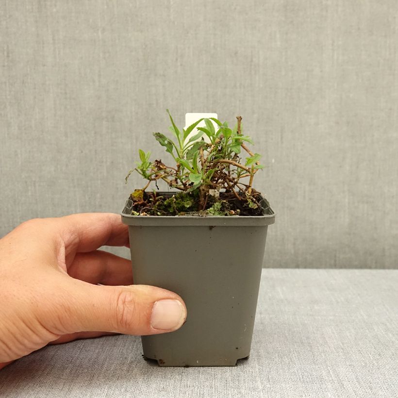 Example of Veronica spicata Bubblegum Candles - Véronique en épis Godet de 8/9 cm as you get in ete