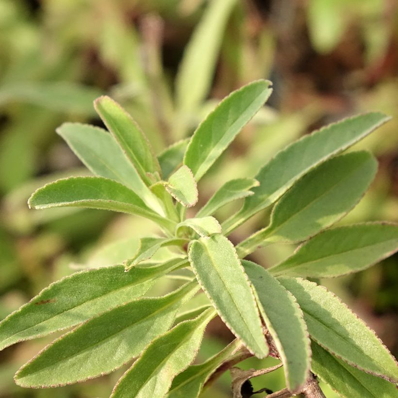 Veronica spicata Erika - Véronique en épis Erika (Foliage)