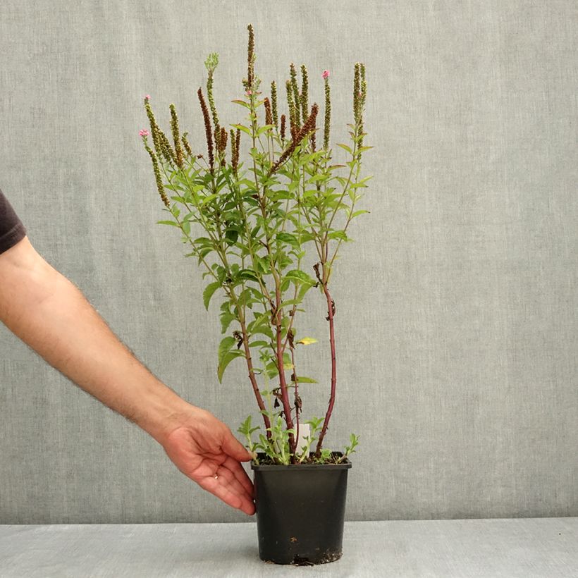 Example of Veronica spicata First Love - Véronique Pot de 1,5L/2L as you get in ete