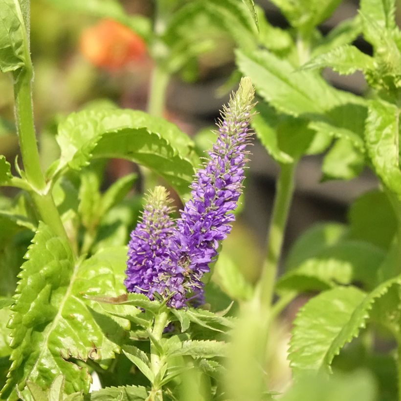 Veronica Sunny Border Blue - Véronique en épis Sunny Border Blue (Flowering)