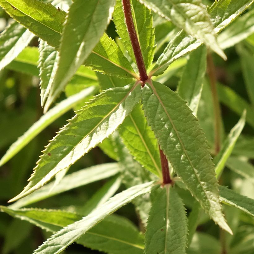 Veronicastrum virginicum Diana - Véronique de Virginie (Foliage)
