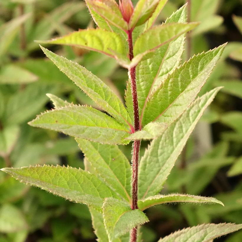 Veronicastrum virginicum Kleine Erika - Véronique de Virginie (Foliage)