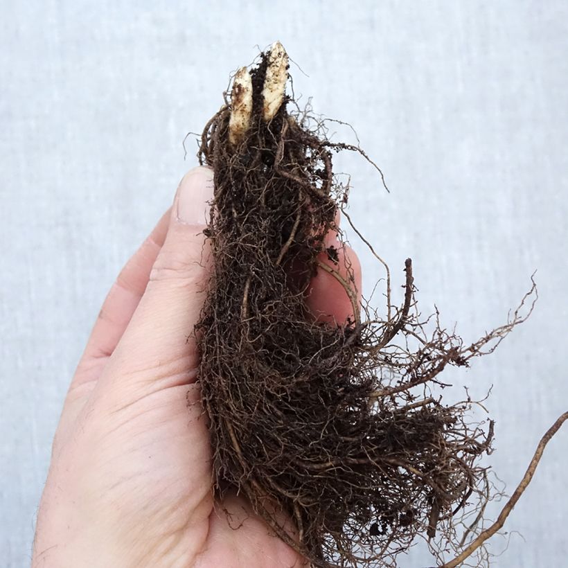 Example of Véronique Apollo - Veronicastrum virginicum Apollo Petites Racines nues as you get in hiver