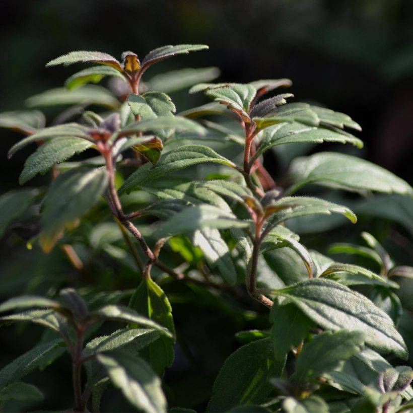 Veronica umbrosa Georgia Blue - Véronique rampante (Foliage)