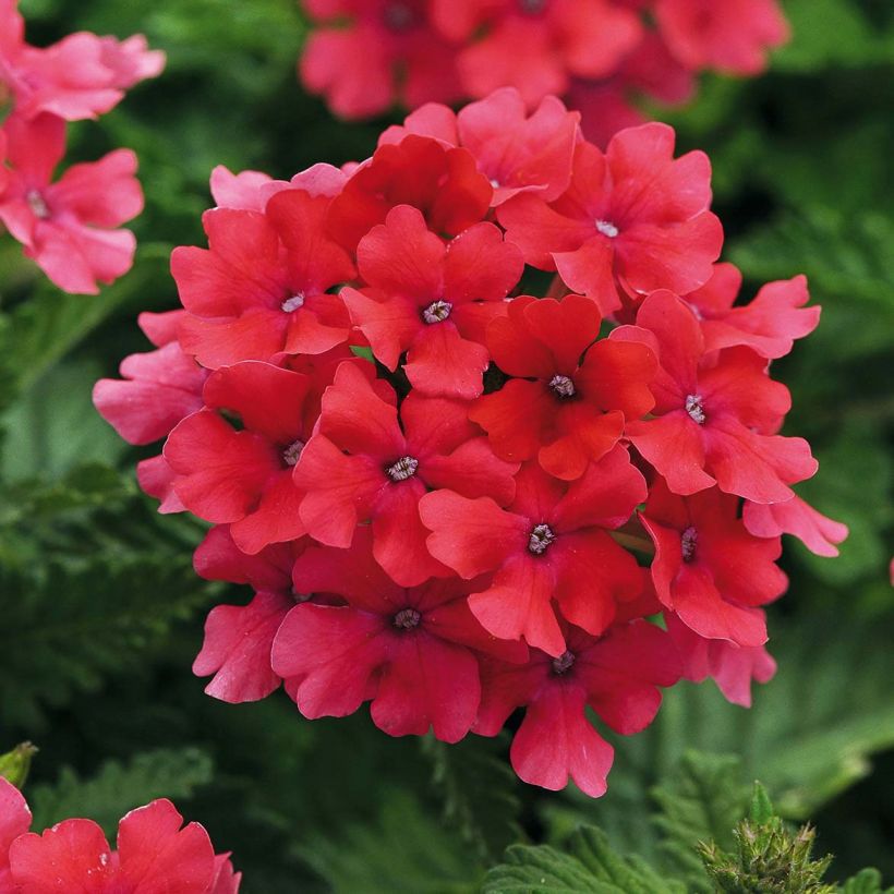 Verveine Endurascape Hot Pink - Verveine des jardins (Flowering)