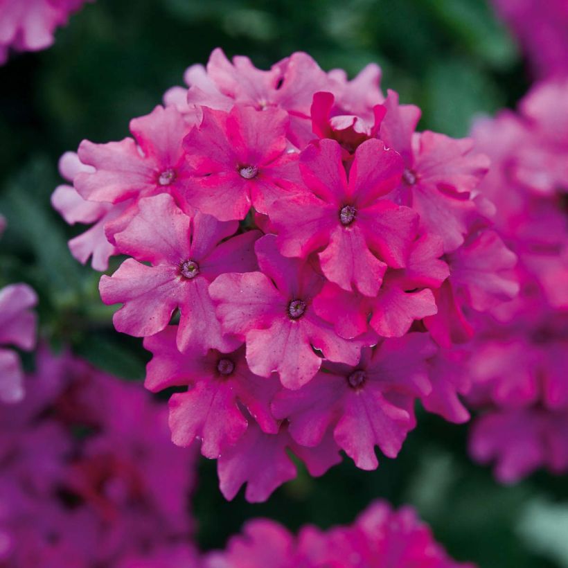 Verveine Endurascape Magenta - Verveine des jardins (Flowering)