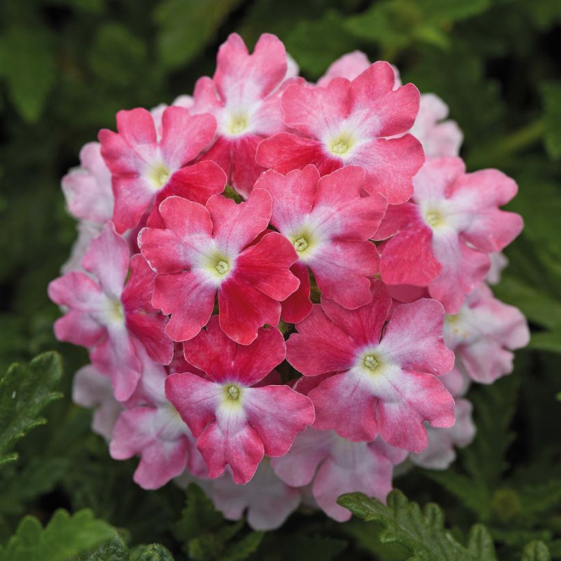 Verveine Endurascape Pink Fizz - Verveine des jardins (Flowering)