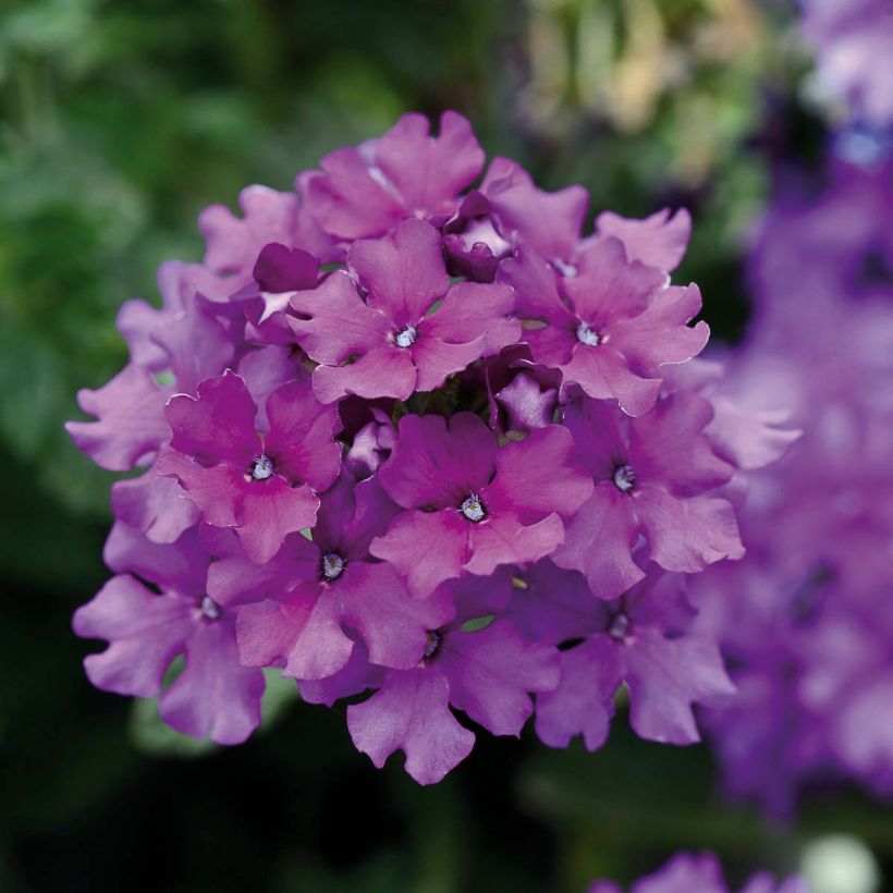 Verveine Endurascape Purple Imp - Verveine des jardins (Flowering)