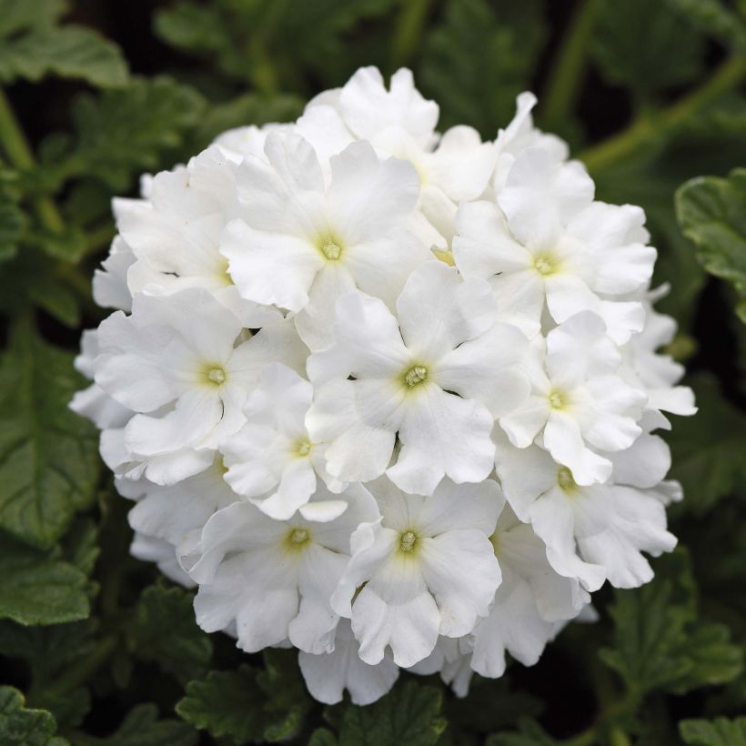 Verveine Endurascape White - Verveine des jardins (Flowering)