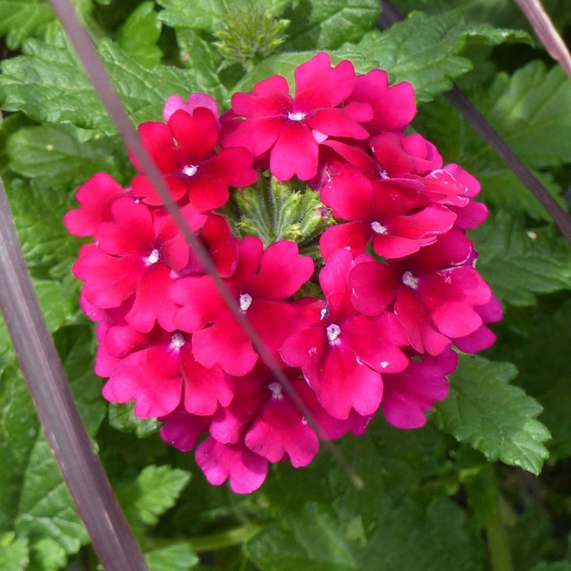 Verveine Virgo Burgundy (Flowering)