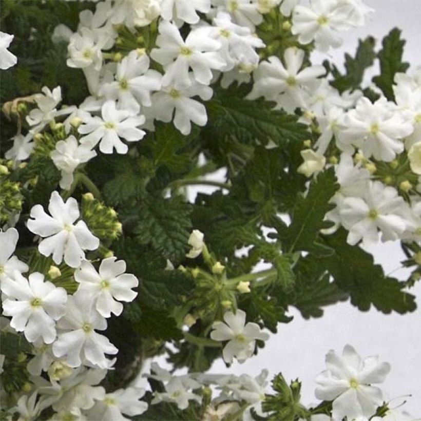 Verveine Virgo White (Foliage)