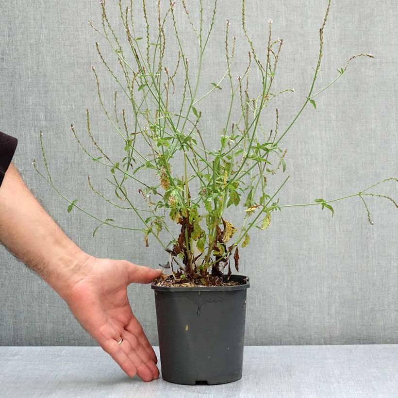 Example of Verveine officinale - Verbena officinalis Pot de 2L/3L as you get in ete