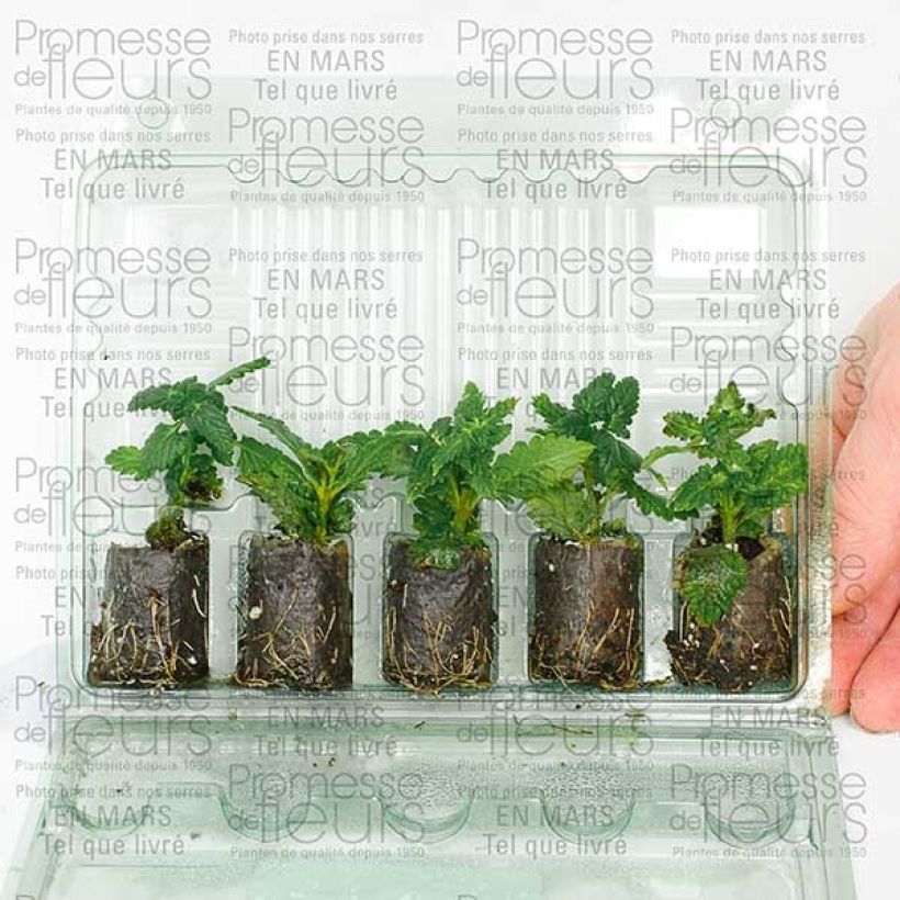 Example of Verveine Star dreams lilas Mini-motte Ø 3/4 cm as you get