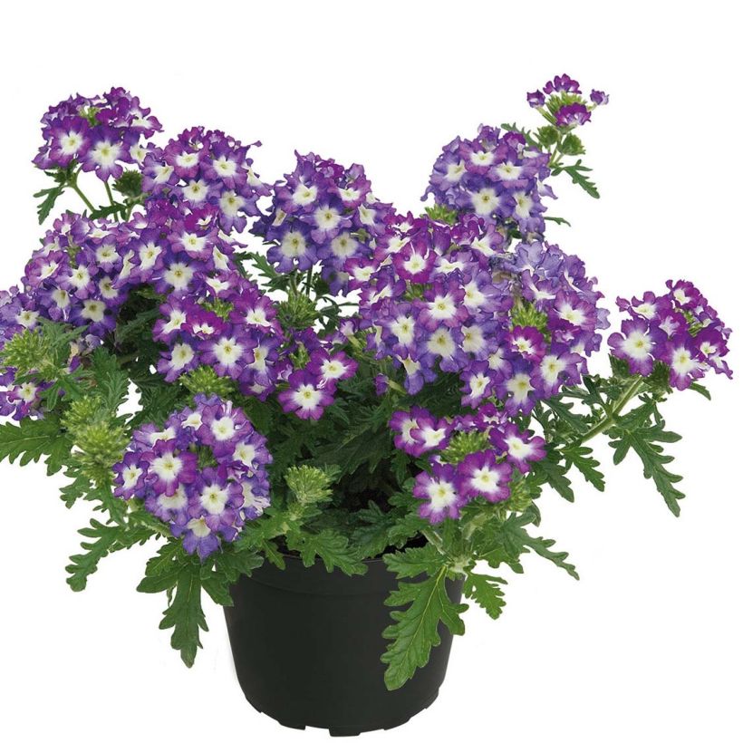 Verveine Lavender White (Plant habit)