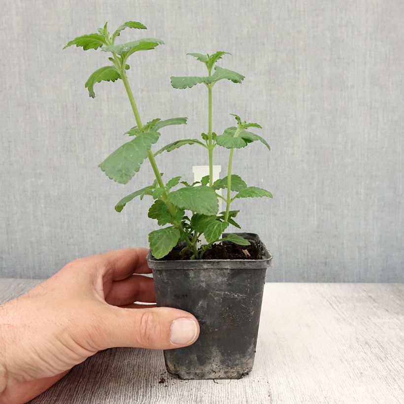 Example of Verveine Virgo up Purple Godet de 8/9 cm as you get in printemps