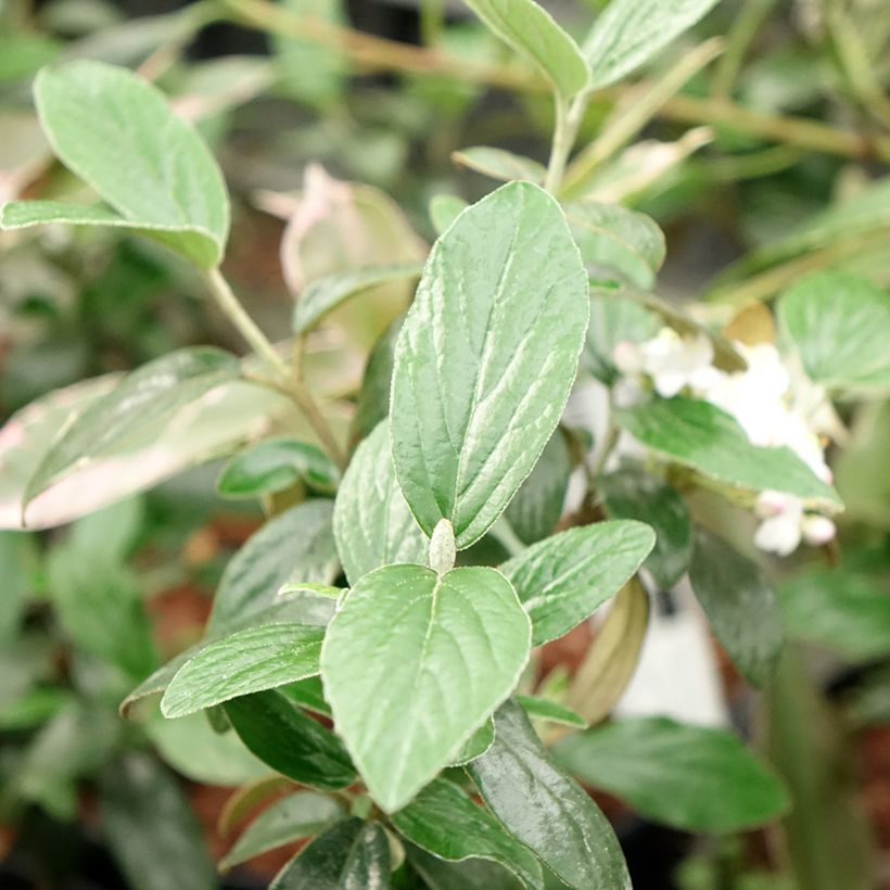 Viburnum burkwoodii Conoy - Viorne de Burkwood  (Foliage)