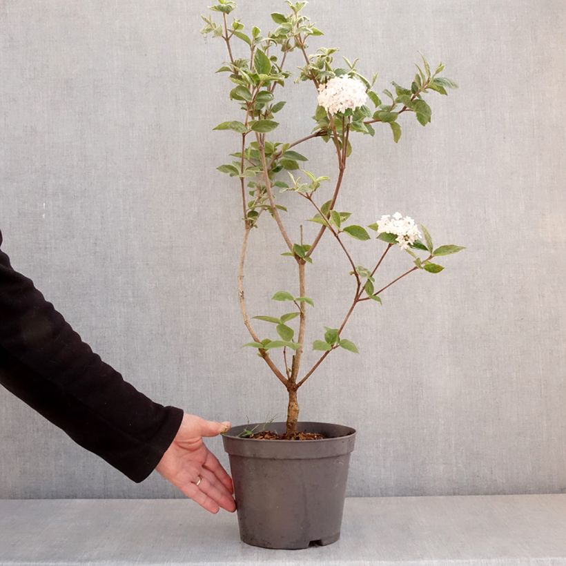 Example of Viburnum carlesii - Viorne de Carle Pot de 2L/3L as you get in printemps