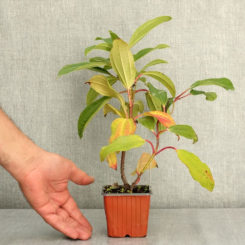 Example of Viburnum davidii - Viorne de David Godet de 8/9 cm as you get in ete