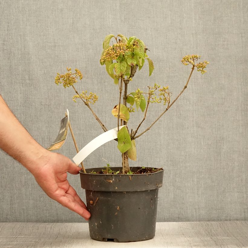 Example of Viburnum dilatatum Michael Dodge Pot de 4L/5L as you get in ete