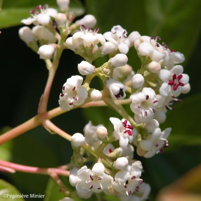 Viorne - Viburnum Le Bois Marquis (Flowering)