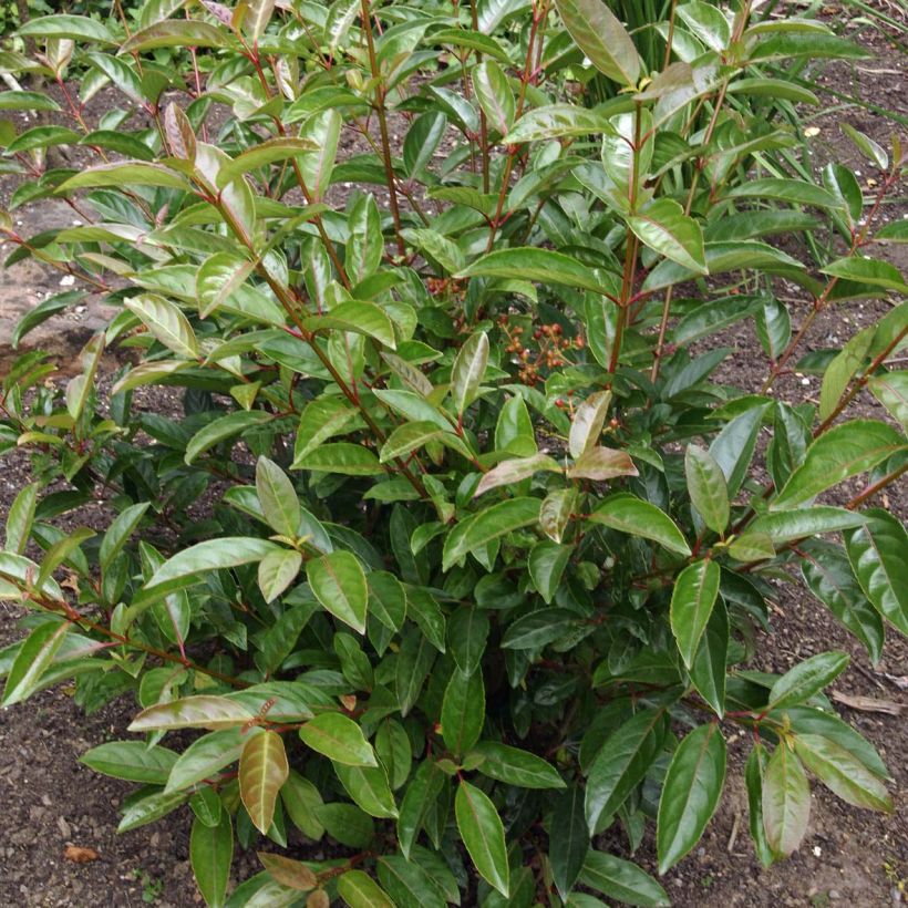 Viorne - Viburnum Le Bois Marquis (Foliage)