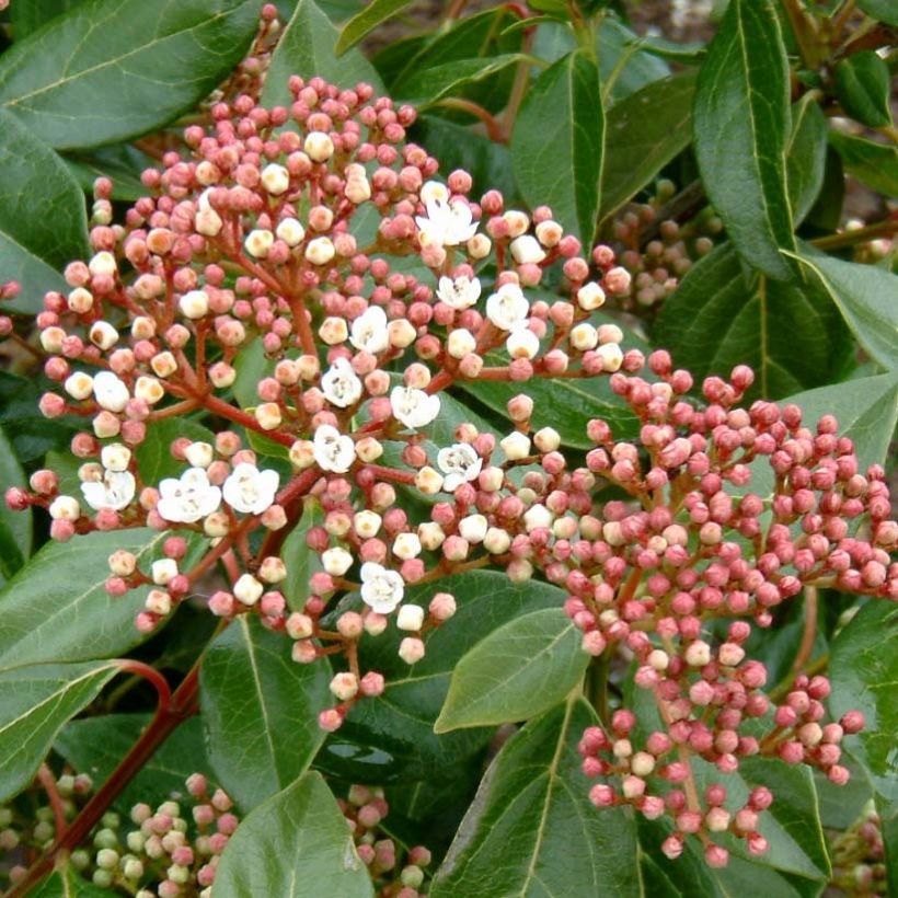 Viburnum lucidum - Viorne luisante (Flowering)