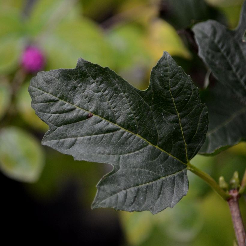Viorne obier - Viburnum opulus Compactum  (Foliage)