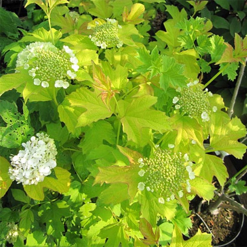 Viorne obier, Boule de neige - Viburnum opulus Park Harvest (Flowering)