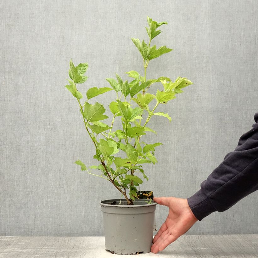 Example of Viburnum opulus Xanthocarpum - Viorne obier Pot de 3L/4L as you get in ete