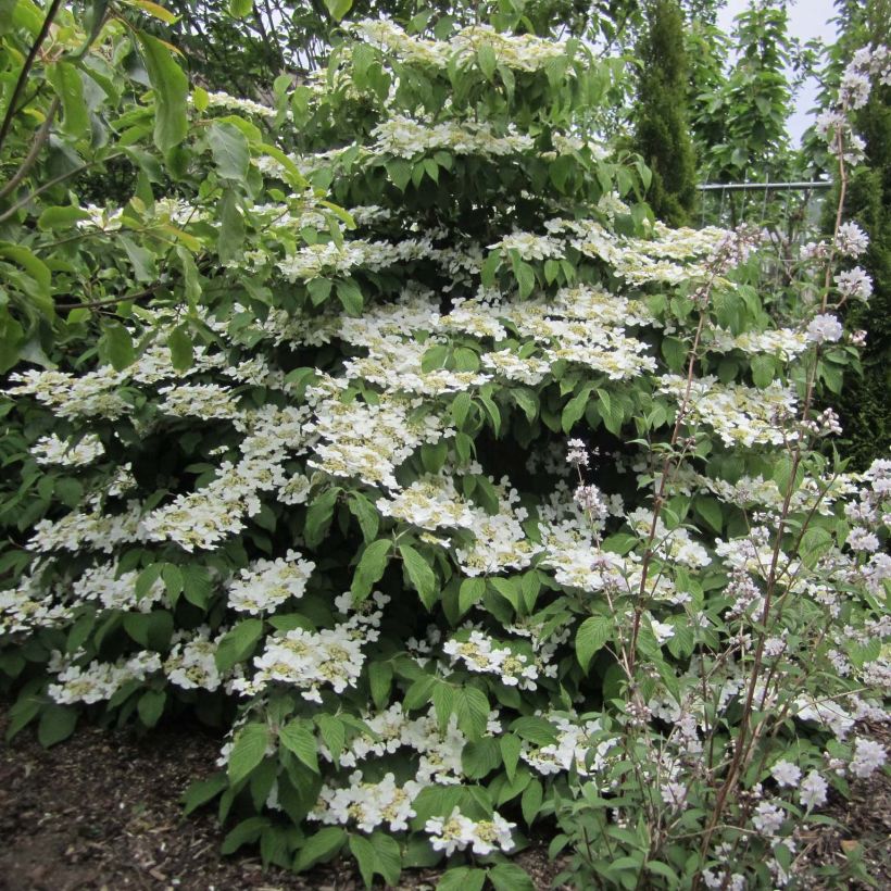 Viorne - Viburnum plicatum Lanarth (Plant habit)