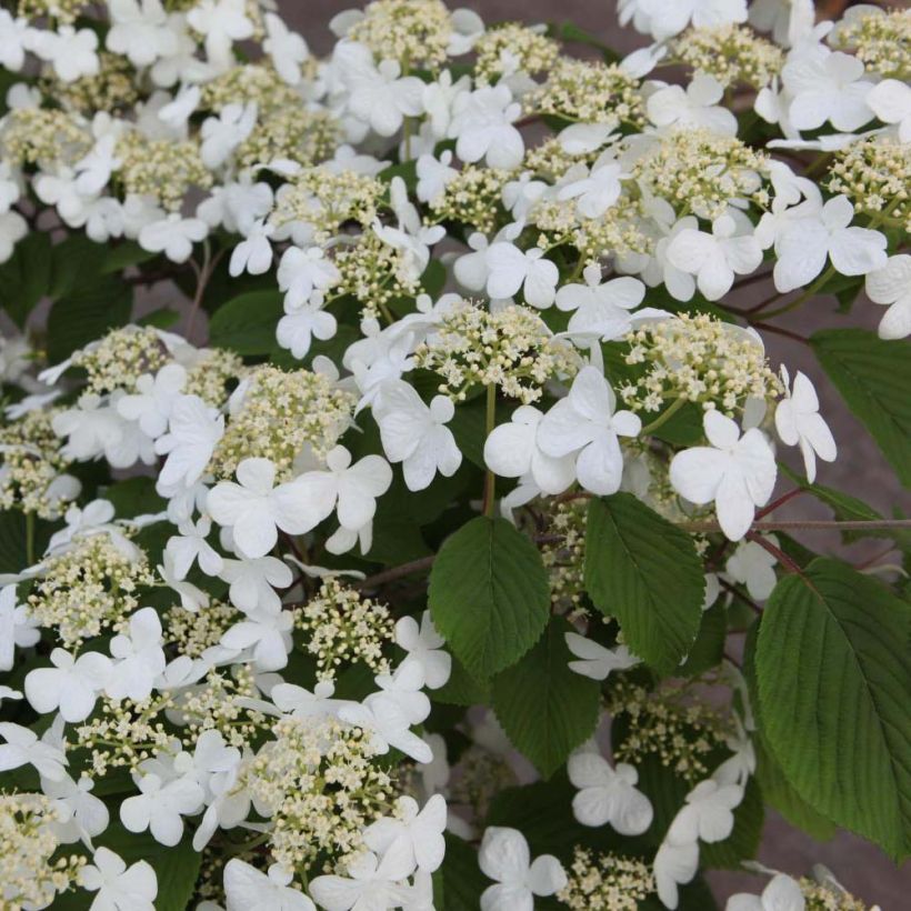 Viorne de Chine - Viburnum plicatum Mariesii (Flowering)