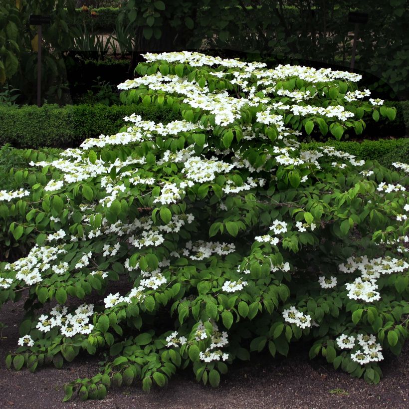 Viorne de Chine - Viburnum plicatum Mariesii (Plant habit)