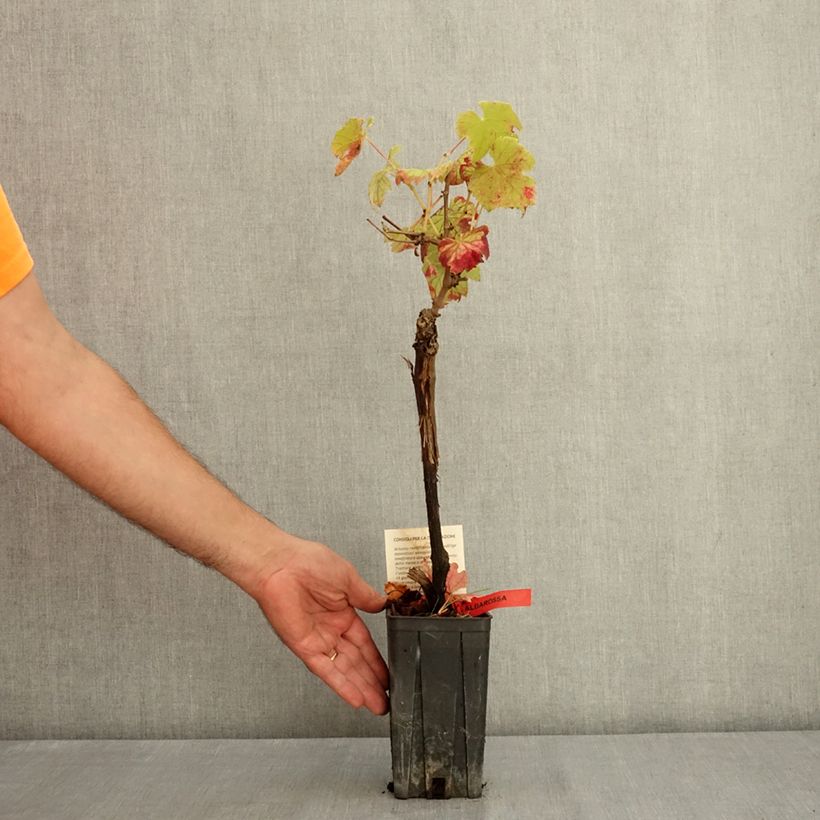 Example of Vigne Albarossa - Vitis vinifera Pot de 1,5L/2L as you get in ete