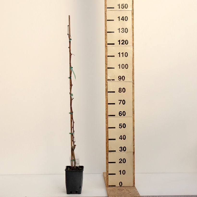 Example of Vigne Alphonse Lavallée - Vitis vinifera  Pot de 3L/4L as you get in hiver