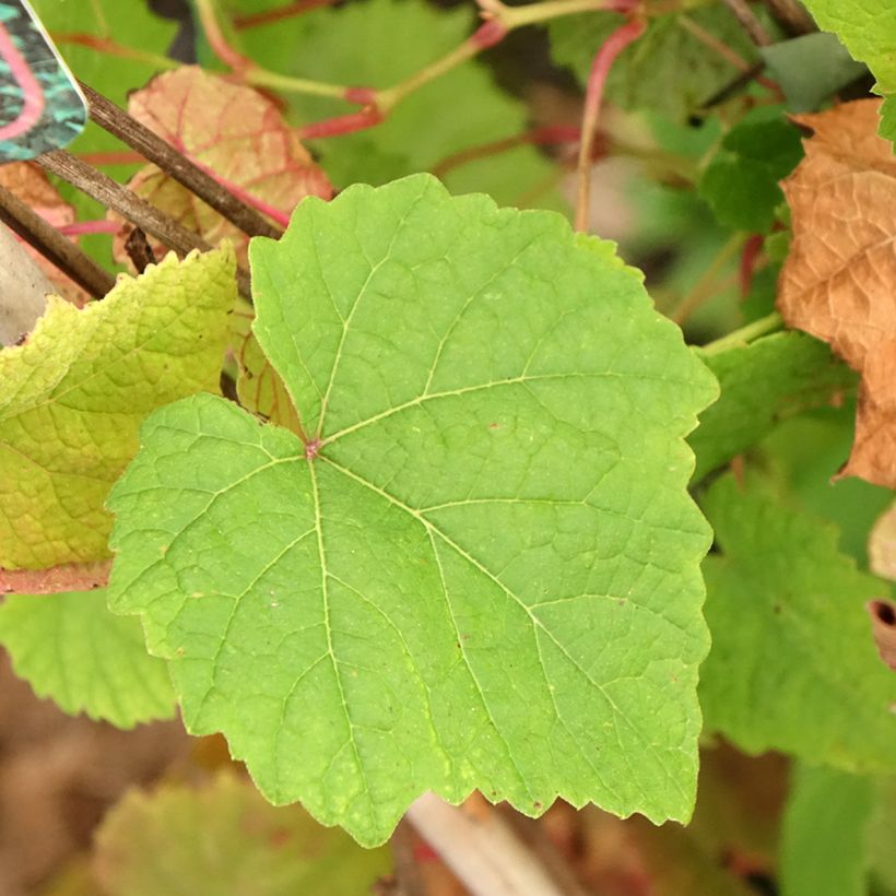 Vigne Amurensis - Vigne du fleuve Amour (Foliage)