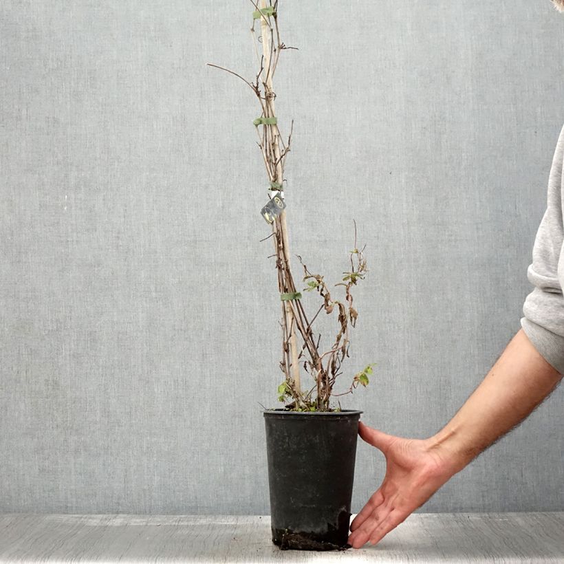 Example of Vigne Amurensis - Vigne du fleuve Amour Pot de 3L/4L as you get in automne