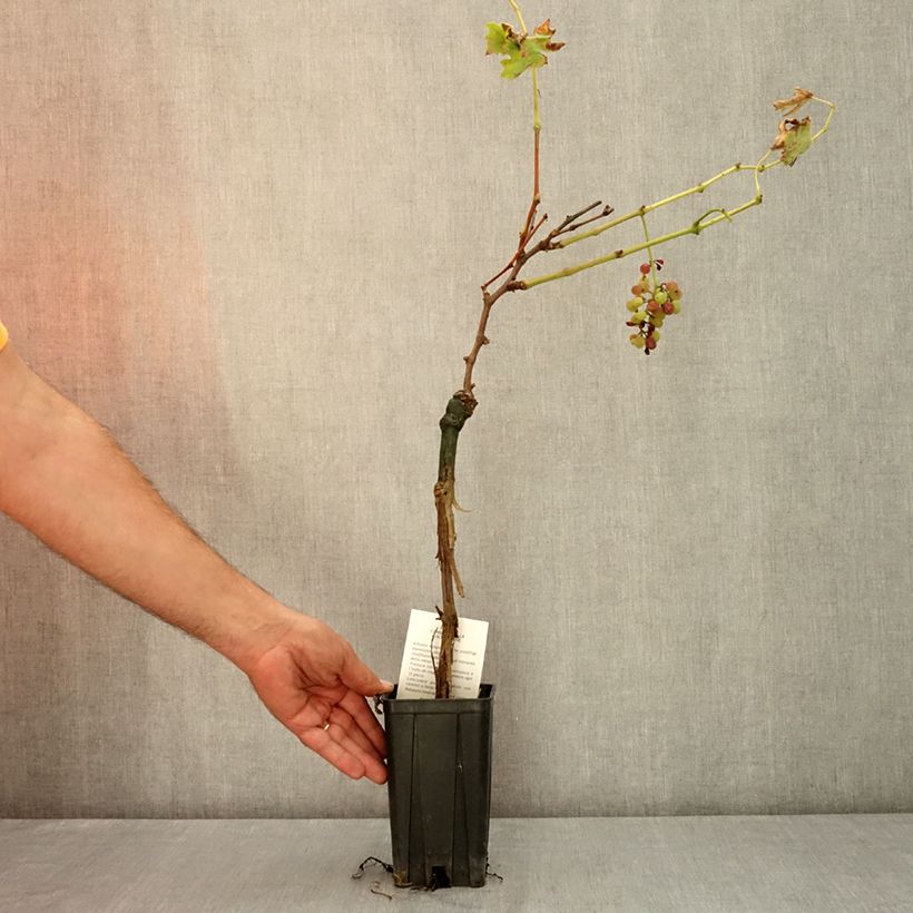 Example of Vigne Barbera - Vitis vinifera Pot de 1,5L/2L as you get in ete