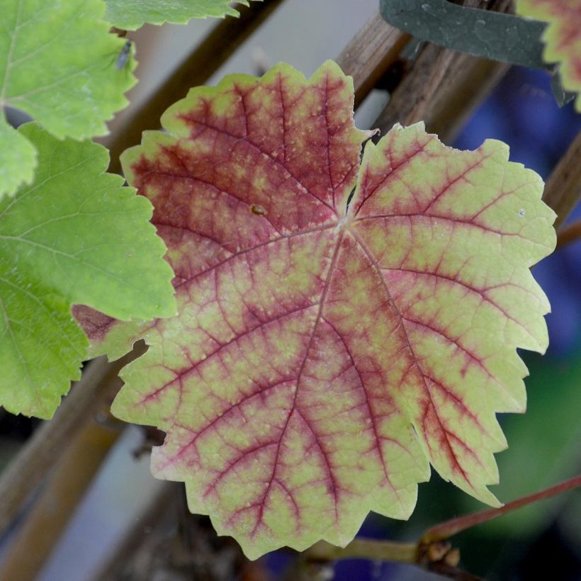 Vigne Boskoop Glory (Foliage)