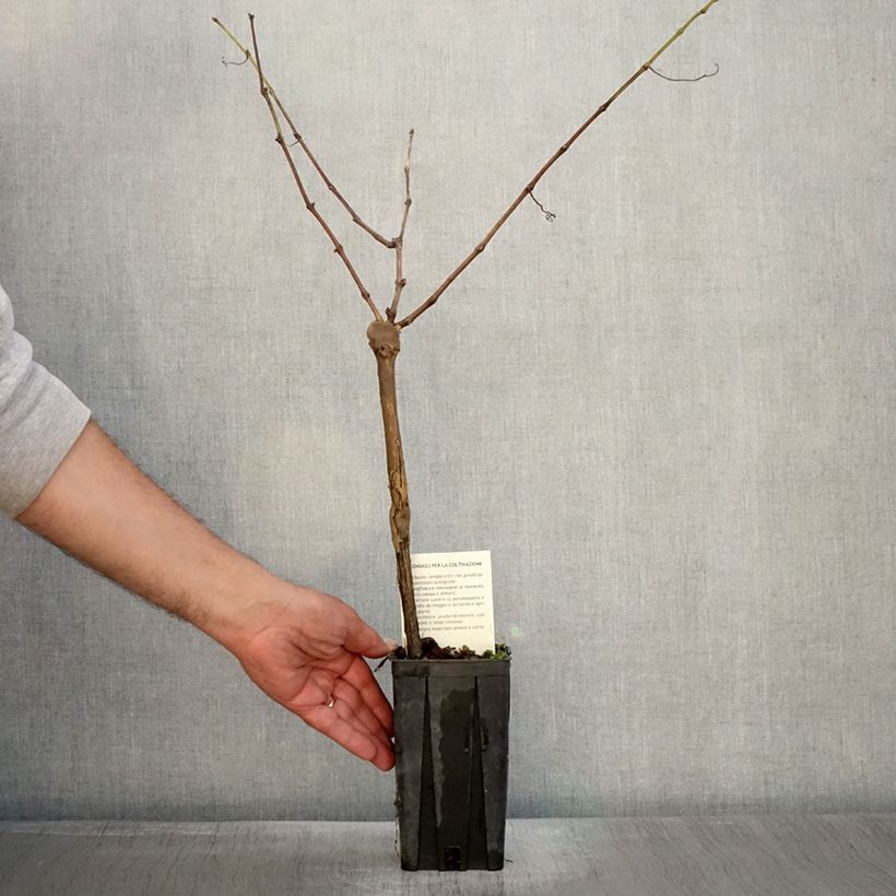 Example of Vigne Cabernet Sauvignon - Vitis vinifera Pot de 1L/1,5L as you get in automne