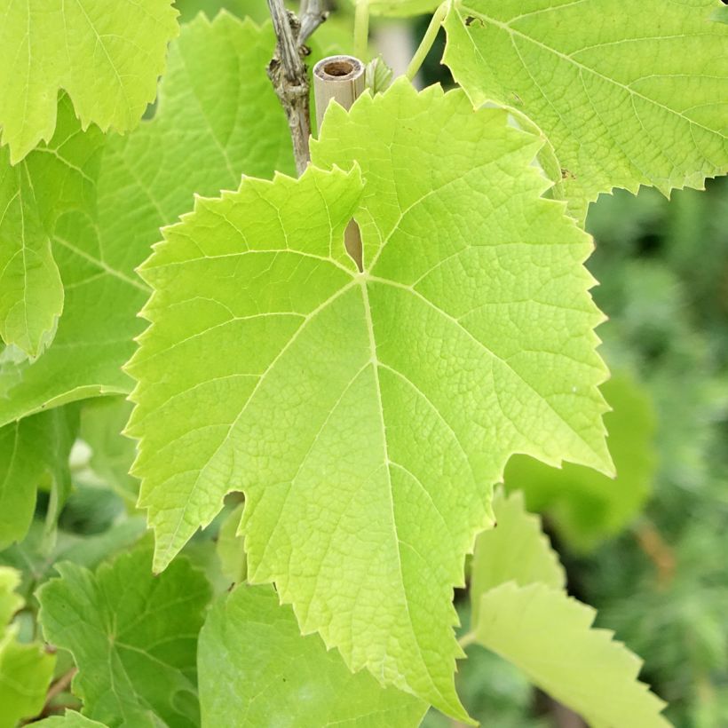 Vigne Chardonnay (Foliage)
