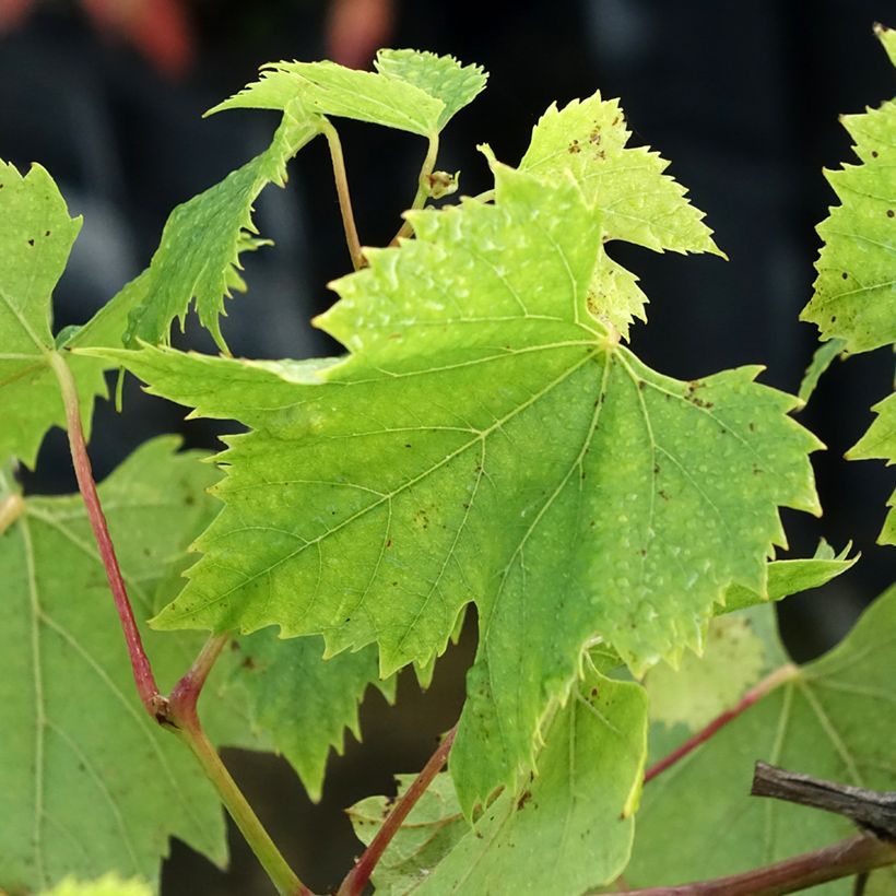 Vigne Chasselas Fontainebleau (Foliage)