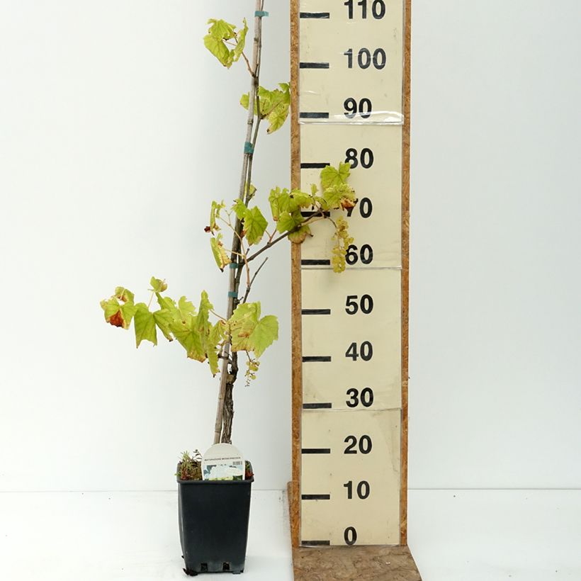 Example of Vigne Citrina - Vitis vinifera Pot de 1,5L/2L as you get in ete