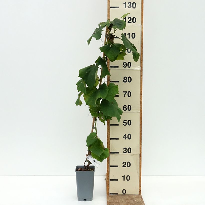 Example of Vigne d'ornement - Vitis coignetiae Pot de 2L/3L as you get in ete